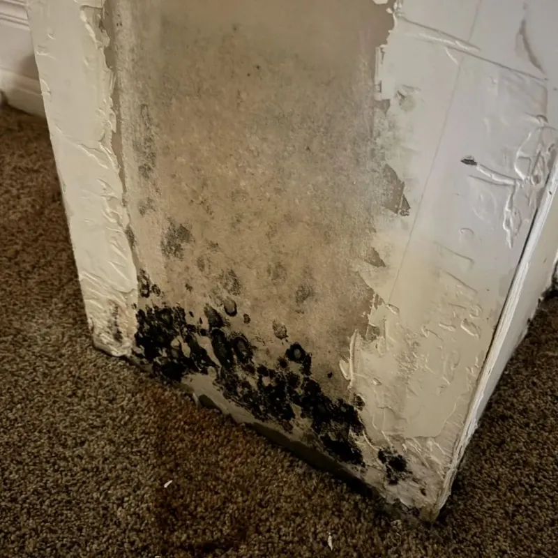 Professional Mold Removal in Independence, WI